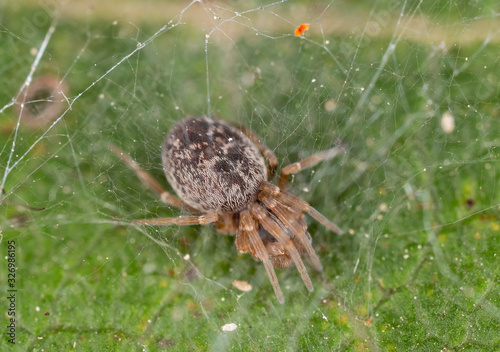  Close-up portrait of Dictyna spider.  photo