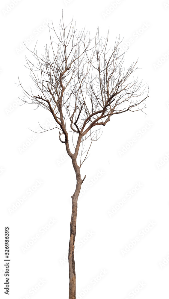 dead tree isolated on white background dead tree isolated on white background