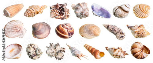set of various shells of mollusks cutout on white