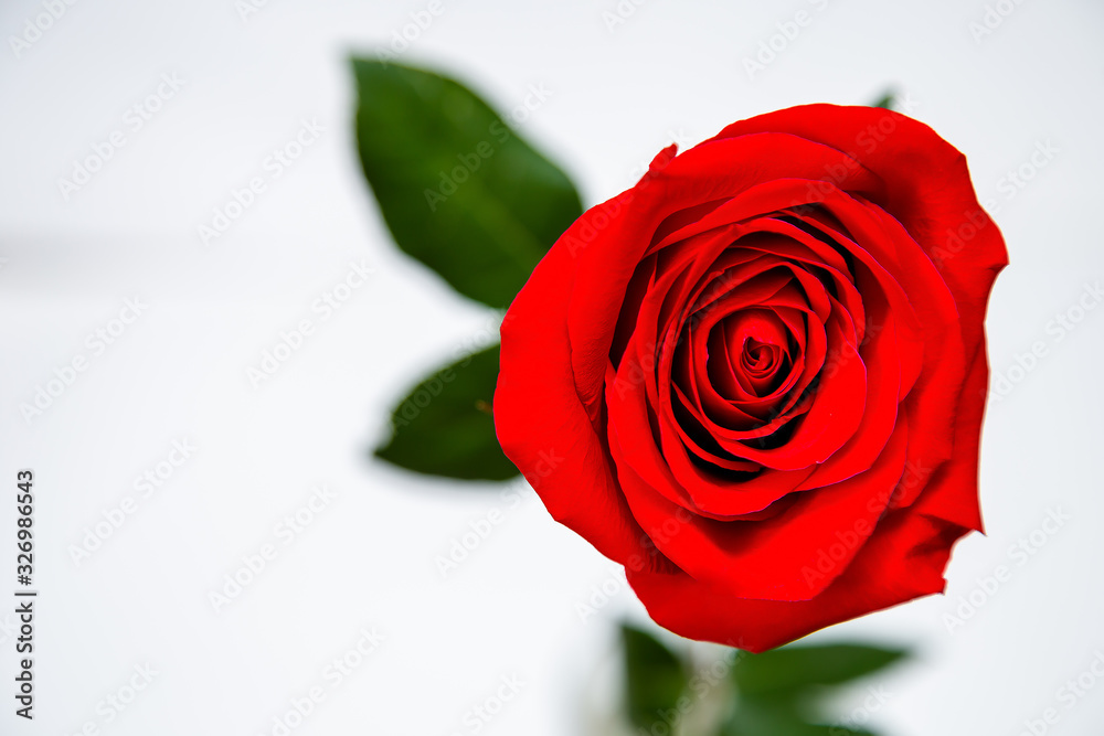 Fototapeta premium red rose isolated on white background