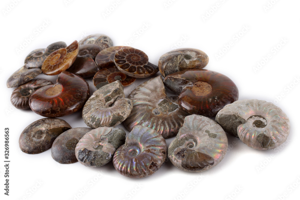 Ammonites isolated on white. Different ammonite varieties