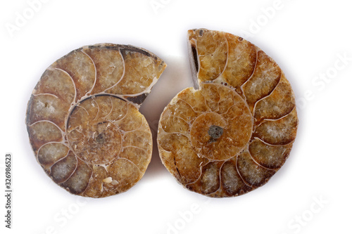 Ammonite halves isolated on white