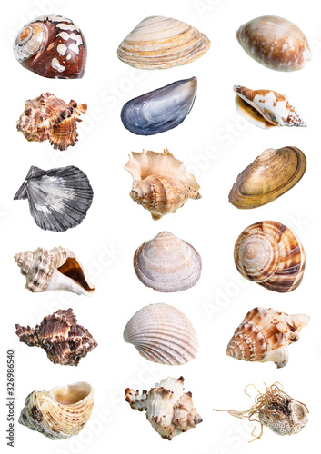 dried empty shell of whelk mollusk cutout on white