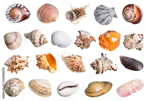 lot of various shells of mollusks cutout on white
