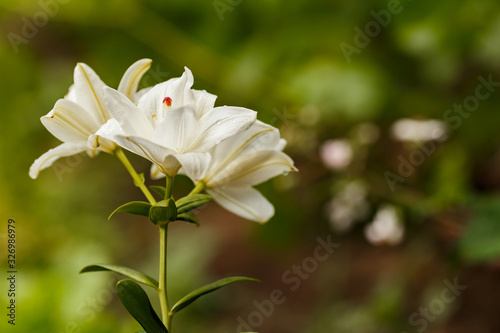 White lilies blossomed in the spring garden on Women s Day