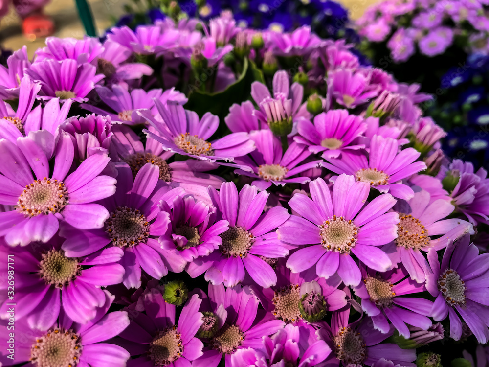 purple flowers background purple flowers background
