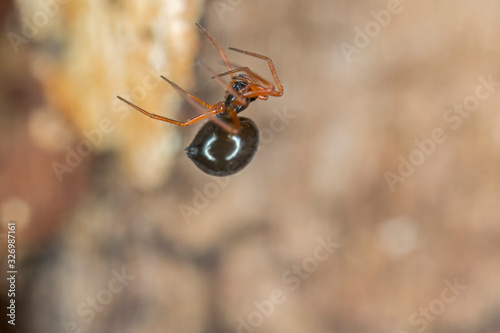 A small spider belonging to the family Linyphiidae. Linyphiidae, commonly called sheet weavers or money spiders. A macro image of a tiny Money Spider in the Family Linyphiidae. photo