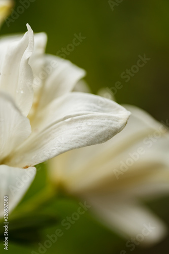 Fototapeta Naklejka Na Ścianę i Meble -  White lilies blossomed in the spring garden on Women's Day