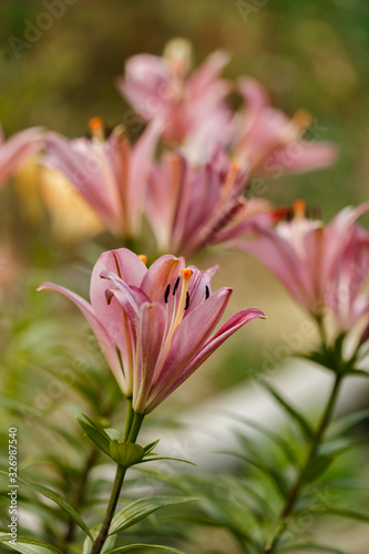 Pink lilies blossomed in the spring garden on Women s Day