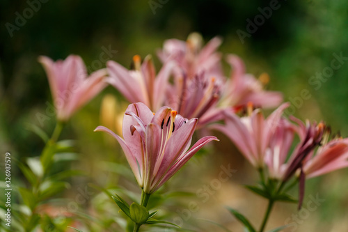 Pink lilies blossomed in the spring garden on Women's Day