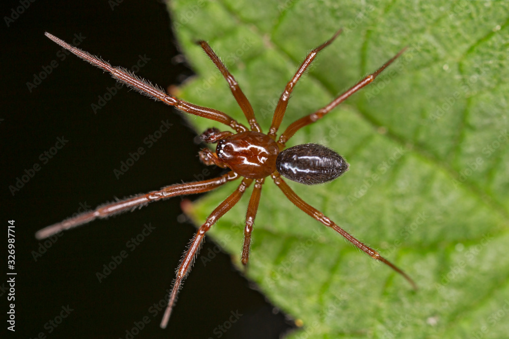 A small spider belonging to the family Linyphiidae. Linyphiidae, commonly called sheet weavers or money spiders. A macro image of a tiny Money Spider in the Family Linyphiidae. A small spider belonging to the family Linyphiidae. Linyphiidae, commonly called sheet weavers or money spiders. A macro image of a tiny Money Spider in the Family Linyphiidae.
