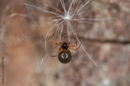 A small spider belonging to the family Linyphiidae. Linyphiidae, commonly called sheet weavers or money spiders. A macro image of a tiny Money Spider in the Family Linyphiidae. photo