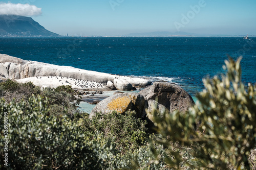 African penguins on Boulders beach and Table mountain