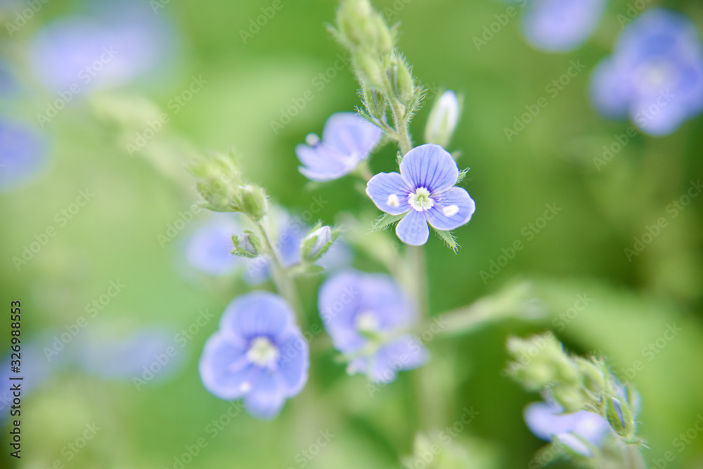 Close look at the spring flower during the blooming season Close look at the spring flower during the blooming season