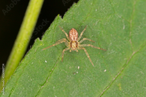 Philodromus is a genus of philodromid crab spiders, belongs to the family Philodromidae