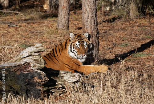 Siberian Tiger  Panthera tigris altaica  hugging a tree 