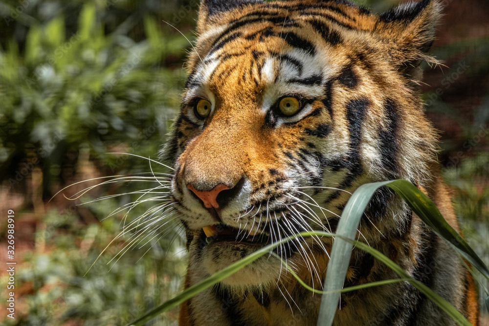 Obraz premium Amur Tiger / Tigre Siberiano (Panthera tigris altaica)