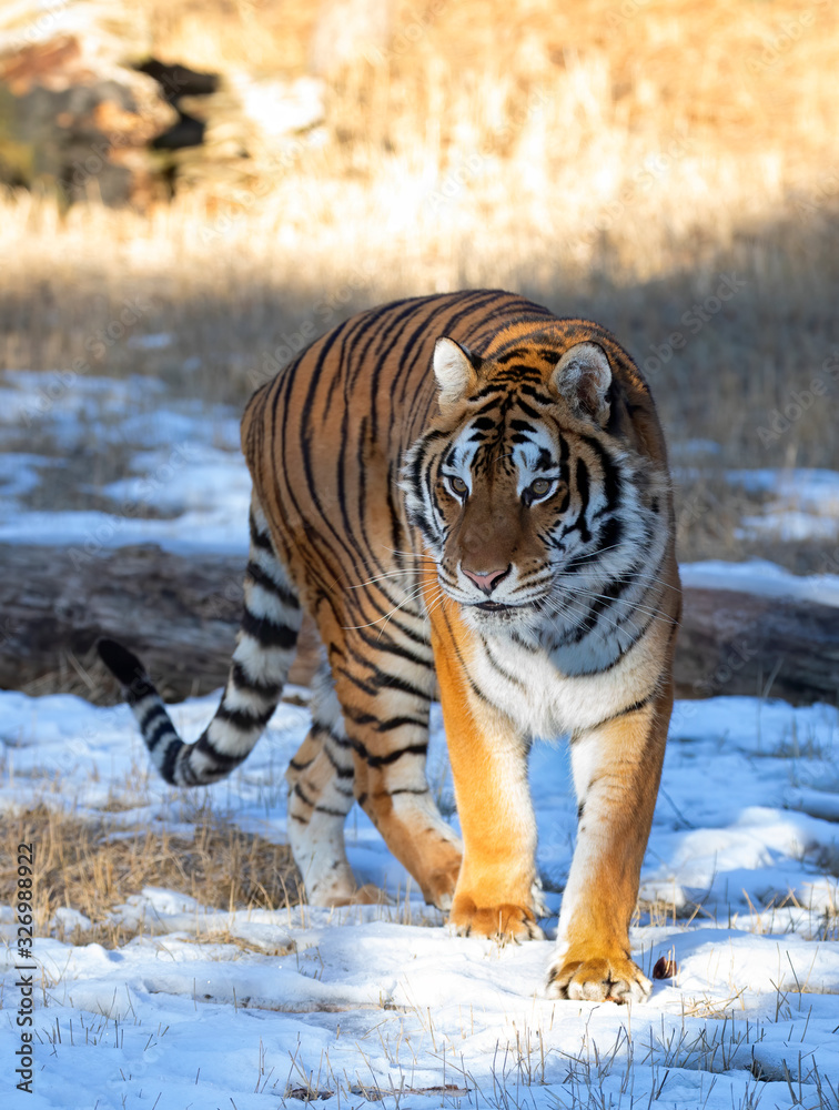 Siberian Tiger (Panthera tigris altaica) walking in the winter snow