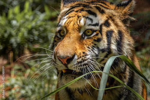 Amur Tiger   Tigre Siberiano  Panthera tigris altaica 