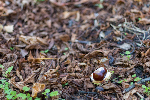 chestnut on the ground