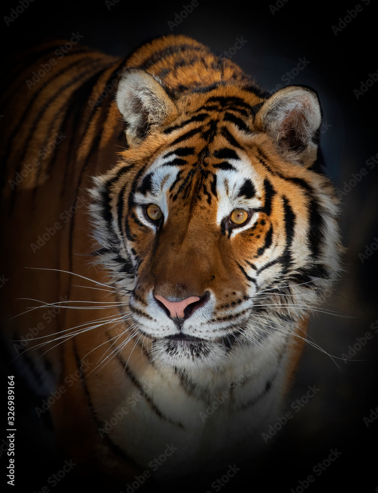 Siberian Tiger (Panthera tigris altaica) portrait 