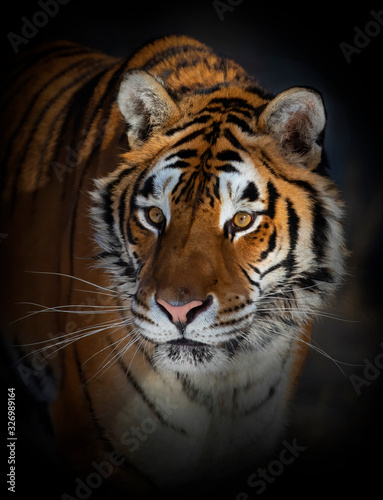Siberian Tiger  Panthera tigris altaica  portrait 