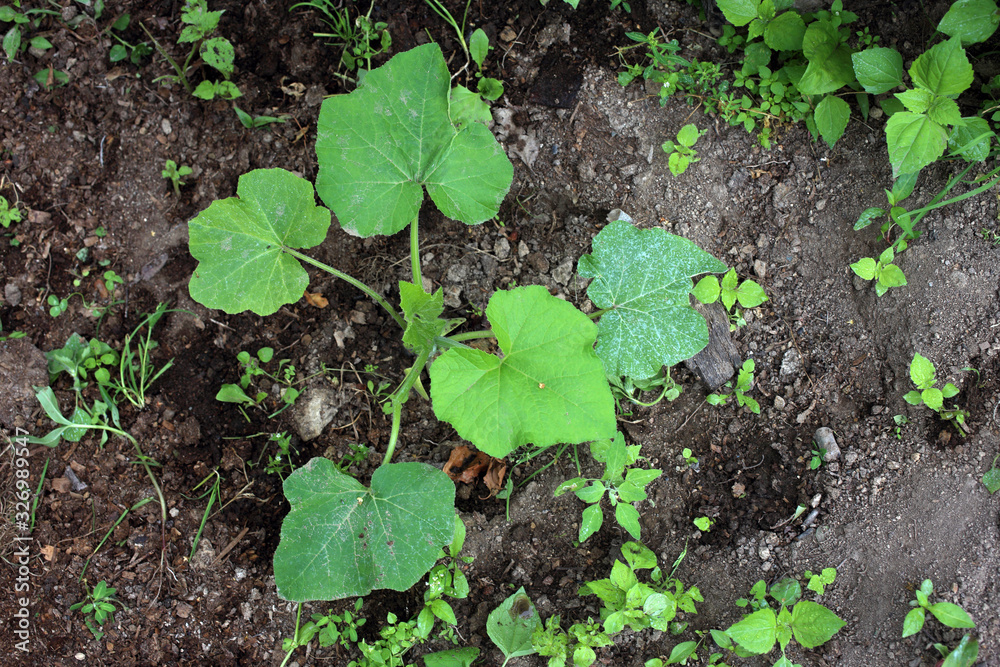 Growing squash plant. Agricultural background Growing squash plant. Agricultural background