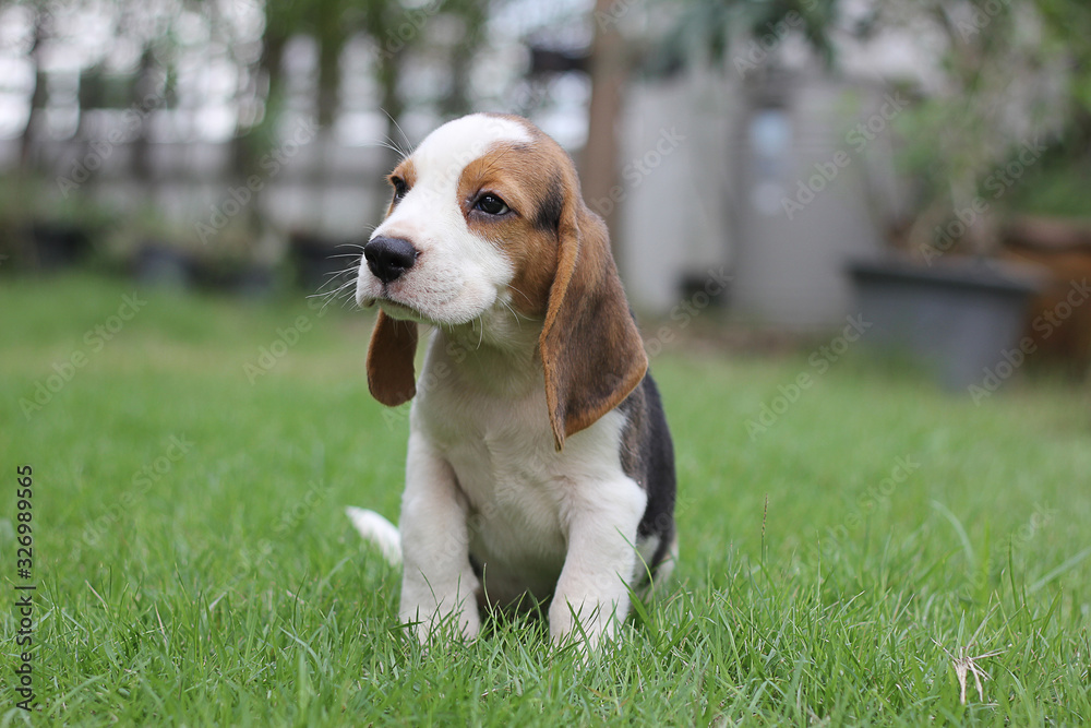 Adorable tricolor beagle puppy sitting on grass in summer morning
