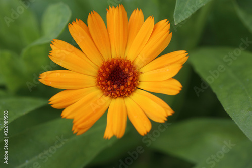 Calendula flower growing in garden