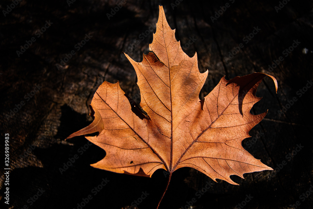 Leaf in Autumn