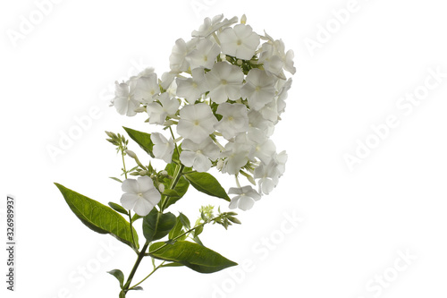 White phlox isolated on white