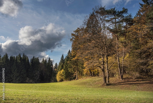 Wald im Herbst © Hanna Gottschalk