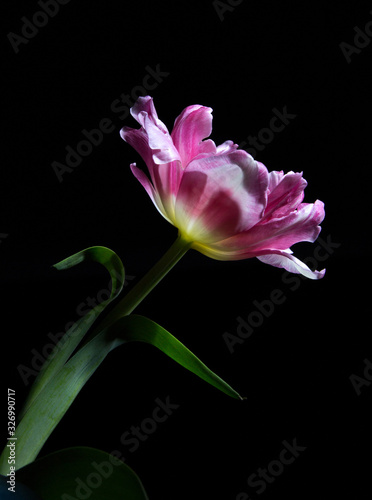 pink tulip peony on a black background