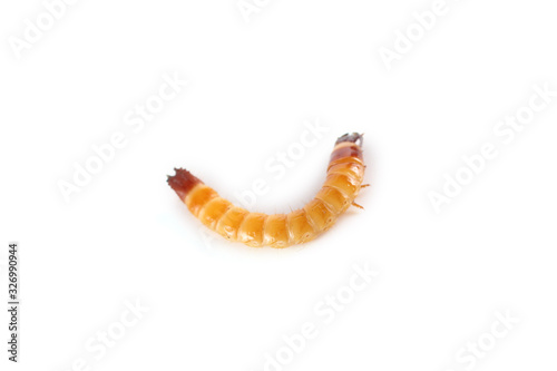 Wireworm isolated on white. Agricultural pest