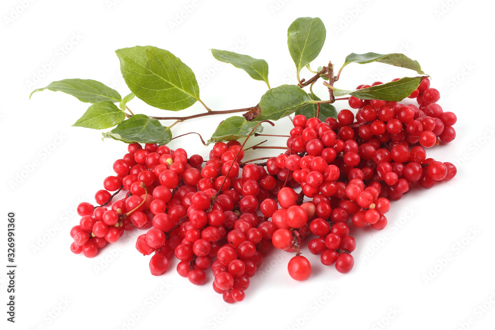 Schisandra chinensis (five flour fruit, magnolia berry) Schisandra chinensis (five flour fruit, magnolia berry)