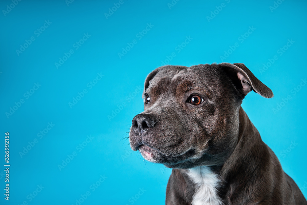 Serious American Staffordshire Terrier in studio on blue background