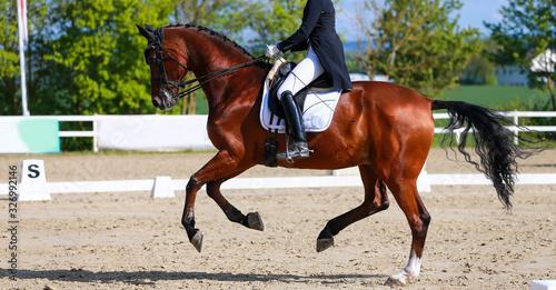 Dressage horse fox with rider in a gallopade. The horse gallops in a very good assembly..