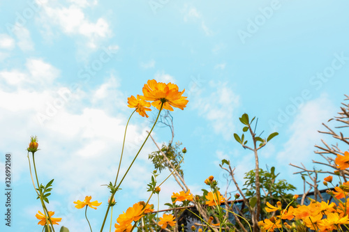 Yellow Cosmos flowers field at out door with blue sky ,nature background. © amnarj2006