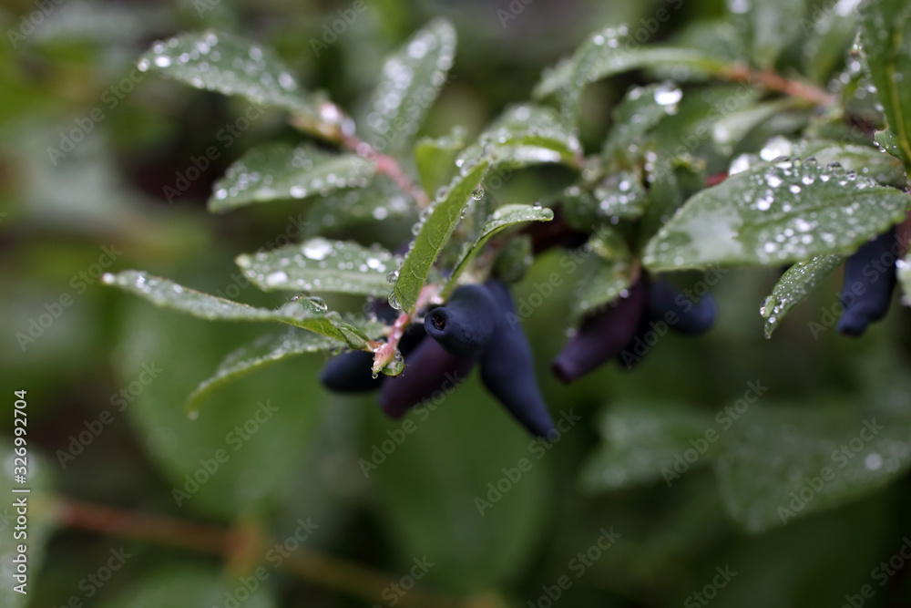 Growing honeyberries. Far Eastern delicacy Growing honeyberries. Far Eastern delicacy