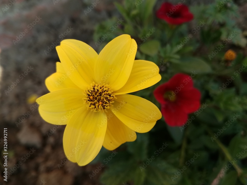 yellow flower in the garden yellow flower in the garden