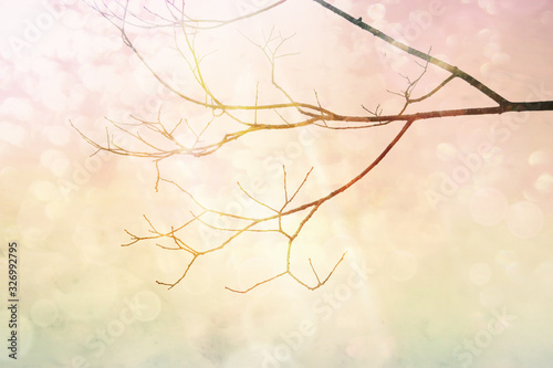 Winter background with tree branches abstract glitter-gold, pink lights background, de-focused © Anna 