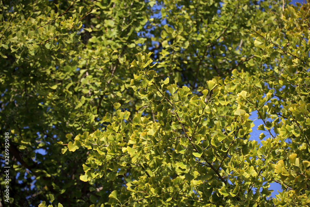 Autumn ginkgo tree. Ancient plant, living fossil