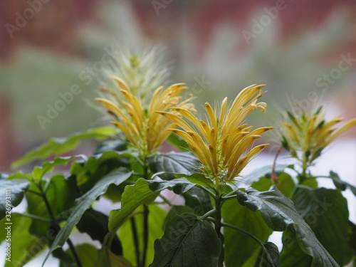 Pachistachis is an exotic houseplant with yellow, similar to panicles. Wintering. Pleasing to the eye. photo