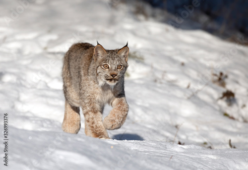Canada Lynx kitten (Lynx canadensis) walking in the winter snow © Jim Cumming