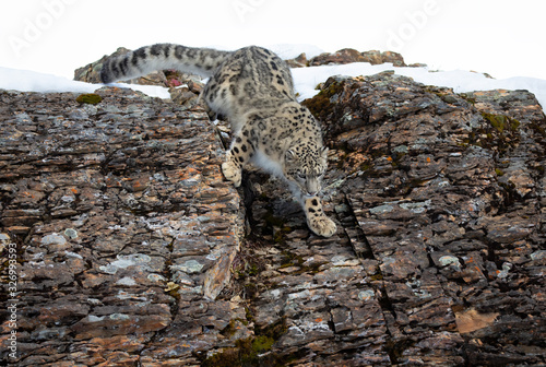 Snow leopard  Panthera uncia  walking on a rocky cliff in winter 