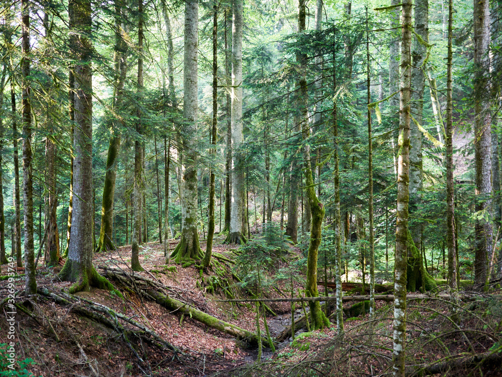 Obraz premium Beautiful summer forest with different trees