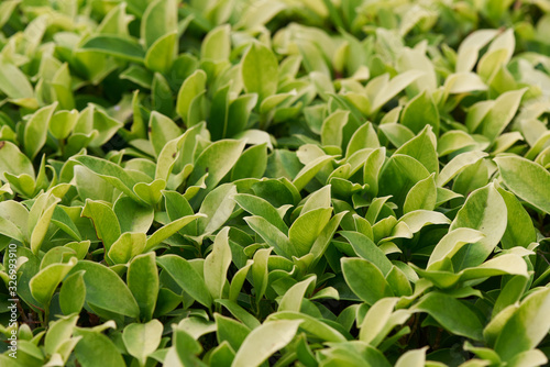 Background pattern of green leaves