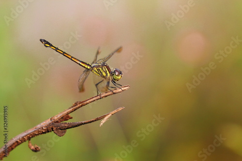 dragonfly on the branch