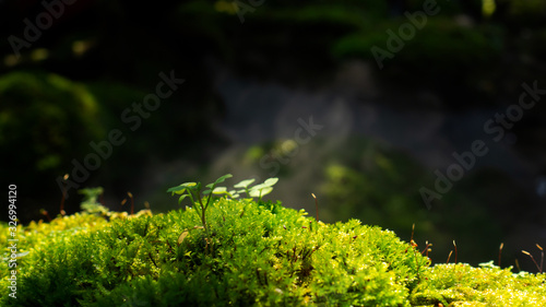 Lush green moss forest with old tree with moss. Background