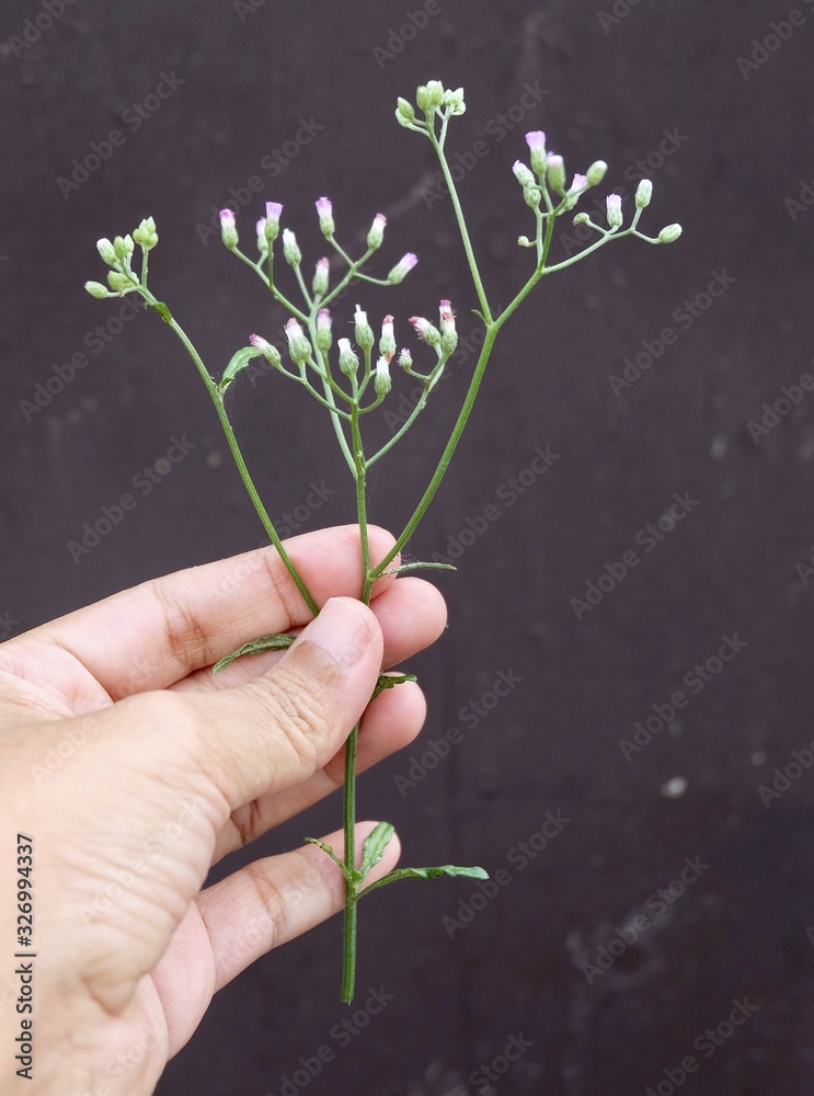 Hand Holding Cyanthillium Cinereum or Little Ironweed Flowers Hand Holding Cyanthillium Cinereum or Little Ironweed Flowers